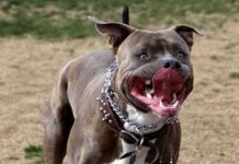 Coppia assalita da due pitbull senza guinzaglio e museruola