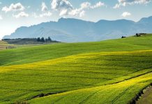 Coronavirus, da Ismea 30 milioni ad aziende agricole e pesca