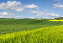 Agricoltura sostenibile, due convegni on line di Coldiretti