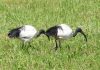 Villimpenta: avvistati due Ibis Sacri in mezzo alle campagne