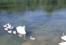 Parco del Mincio: è salvo il piccolo di cigno, riunito alla famiglia dopo le cure e restituito alla natura