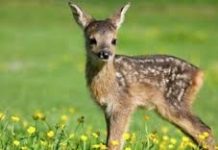 Cerbiatto cade nel canale Virgilio a Medole: malgrado i soccorsi la bestiola muore battendo la testa