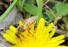 Giornata api, in Lombardia raccolta di miele -20%