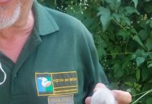 Parco del Mincio: impegnativa operazione di salvataggio per cigno con prole con amo conficcato in gola