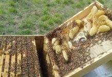 Dolce come il miele: alla scoperta delle api col Wwf di Suzzara