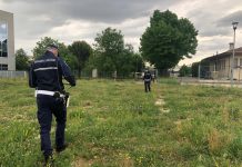 Bocconi avvelenati: muore un cane, altri tre si sono salvati. Indaga la Polizia locale