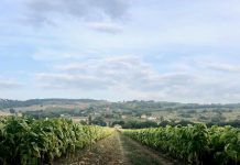 Tabacco, firmato l’accordo Philip Morris-Ont per il raccolto 2020