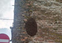 Allarme in centro a Goito, enorme sciame d’api sulla torre