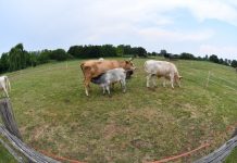 Fase 3, con fine scuola centri estivi in 170 fattorie didattiche lombarde