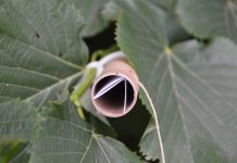 Cimice asiatica: a Mantova il primo lancio regionale di Vespa samurai