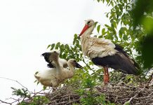 Domenica riaprono le “Bertone”