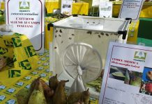 Coldiretti, via libera alla vespa samurai contro la cimice asiatica