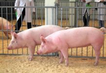 Fase 2, Coldiretti Mantova: prosciutti italiani a rischio con crisi maiali