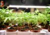 Piccola coltivazione di marijuana in casa, denunciato 32enne