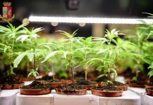 Piccola coltivazione di marijuana in casa, denunciato 32enne