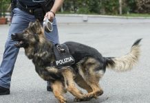 Importavano cocaina dall’Olanda, ventidue trafficanti condannati