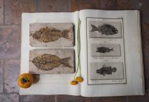 Questa sera a Palazzo D’Arco l’anticipazione dei “Diari di viaggio di Luigi d’Arco”