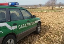 Cani e cavalli in semi-abbandono: intervengono Carabinieri e Comune