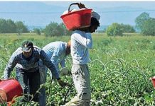 Screening settore agricolo: su 111 tamponi nessun lavoratore positivo