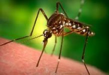 Ancora lotta alle zanzare. Partita la distribuzione dei kit