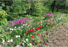 Fioriture di Bellezza alle Bertone