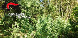 Motteggiana: individuato il piromane, e coltiva anche marijuana
