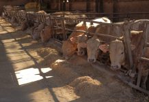 Bovini da carne: i commissari di Confagricoltura Mantova denunciano gravi speculazioni sui prezzi