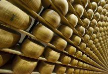 Parmigiano Reggiano, oltre 5 mila visitatori per “Caseifici Aperti”