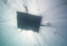 L’uomo Delfino lunedì al Carbone