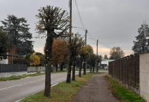 Al via a Roverbella i lavori di manutenzione del verde pubblico