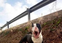 Bocconi avvelenati: caccia al killer di Tyson