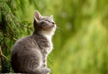 Gatto ucciso a fucilate a Buscoldo: Gattorandagio promette azioni