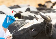 Ordine dei veterinari, Angelo Caramaschi presidente