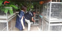 Operazione Pettirosso, denunciati oltre 100 bracconieri