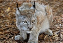 Il lockdown risveglia la natura? Avvistata una lince all’impianto idrovoro di Moglia
