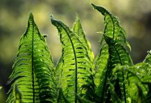 Innovazione e sostenibilità nuove priorità per aziende e Ceo italiani