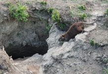 Nutrie, le regioni bocciano il piano nazionale