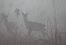 I caprioli tornano nel territorio dell’Oltrepò