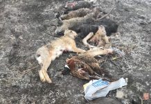 Mais avvelenato a Gazzo: al lavoro sulle ipotesi di reato