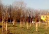 Piantati cento nuovi alberi nel cuore di Moglia