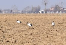 Villimpenta, avvistate due colonie di Ibis Sacri