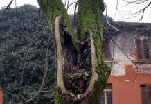 Tagliati gli alberi nella via principale di Cavallara, frazione di Viadana
