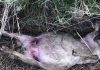 Ancora carcasse di pecore abbandonate in campagna