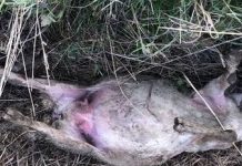 Ancora carcasse di pecore abbandonate in campagna