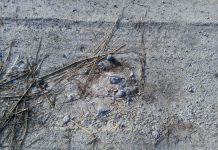 Cava Caselli a Viadana: “Bonifica quanto prima”