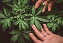 Cai al Tavolo Canapa: fondamentale meccanizzazione per coltura green ad alto valore aggiunto