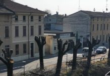 “Capitozzature senza senso” Il comitato torna sulle barricate