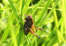 Ricerche entomologiche nel Parco: scoperto un rarissimo abitante dei prati umidi