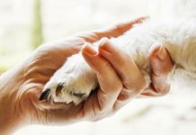 Al via il progetto di “Pet Therapy” presso Corte Margonara