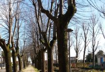 Medole – I Forestali: “Alberi disastrati, intervenite!”